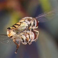 Simosyrphus grandicornis at Dunlop, ACT - 8 Jan 2025 02:00 PM