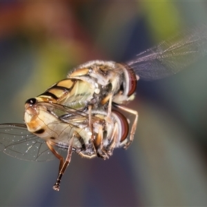 Simosyrphus grandicornis at Dunlop, ACT - 8 Jan 2025 02:00 PM