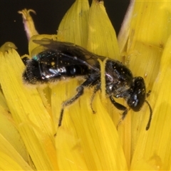 Lasioglossum (Chilalictus) lanarium (Halictid bee) at Dunlop, ACT - 8 Jan 2025 by kasiaaus