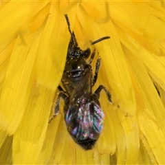 Lasioglossum (Chilalictus) lanarium at Dunlop, ACT - 8 Jan 2025 01:54 PM