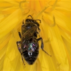 Lasioglossum (Chilalictus) lanarium at Dunlop, ACT - 8 Jan 2025 01:54 PM