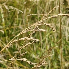 Lolium arundinaceum (Tall Fescue) at Bruce, ACT - 9 Jan 2025 by trevorpreston