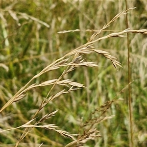 Lolium arundinaceum at Bruce, ACT - 9 Jan 2025