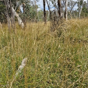 Lolium arundinaceum at Bruce, ACT - 9 Jan 2025