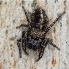 Unidentified Jumping or peacock spider (Salticidae) at Dunlop, ACT - 8 Jan 2025 by kasiaaus