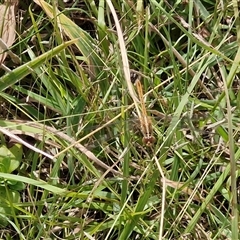 Diplacodes bipunctata (Wandering Percher) at Bruce, ACT - 9 Jan 2025 by trevorpreston