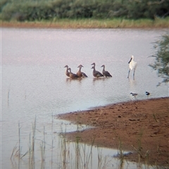 Dendrocygna eytoni (Plumed Whistling-Duck) at Lake Mackay, NT - 30 Dec 2024 by Darcy