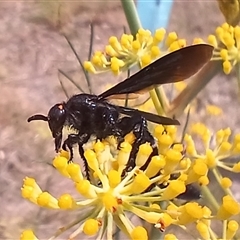 Scoliidae sp. (family) (Unidentified Hairy Flower Wasp) at Cooma, NSW - 9 Jan 2025 by mahargiani