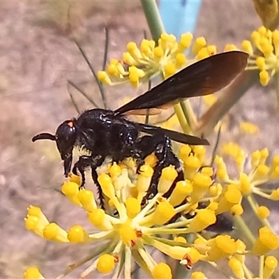 Scoliidae (family) (Unidentified Hairy Flower Wasp) at Cooma, NSW - 9 Jan 2025 by mahargiani