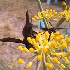 Scoliidae sp. (family) at Cooma, NSW - 9 Jan 2025