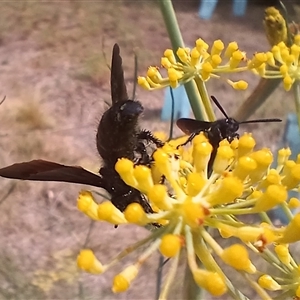 Scoliidae sp. (family) at Cooma, NSW - 9 Jan 2025