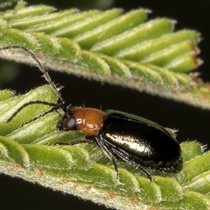 Adoxia benallae at Evatt, ACT - 8 Jan 2025