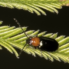 Adoxia benallae at Evatt, ACT - 8 Jan 2025