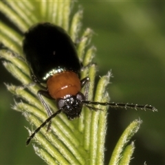 Adoxia benallae at Evatt, ACT - 8 Jan 2025 02:40 PM