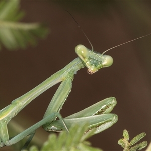 Mantidae (family) adult or nymph at Evatt, ACT - 8 Jan 2025