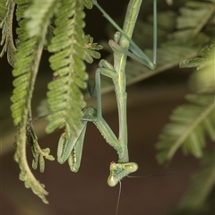 Mantidae (family) adult or nymph at Evatt, ACT - 8 Jan 2025