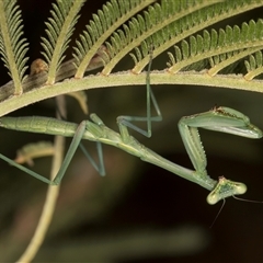 Mantidae (family) adult or nymph at Evatt, ACT - 8 Jan 2025