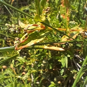 Persicaria prostrata at Cooma, NSW - 9 Jan 2025