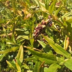 Persicaria prostrata at Cooma, NSW - 9 Jan 2025