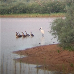 Platalea regia (Royal Spoonbill) at Lake Mackay, NT - 30 Dec 2024 by Darcy