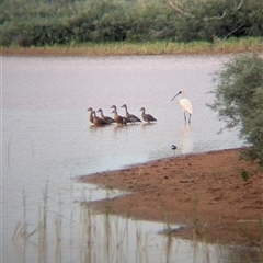 Platalea regia at Lake Mackay, NT - 31 Dec 2024 08:16 AM