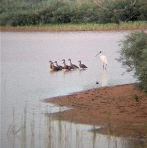 Platalea regia at Lake Mackay, NT - 31 Dec 2024 08:16 AM
