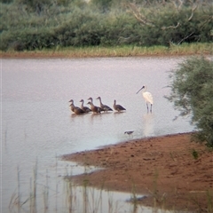 Platalea regia at Lake Mackay, NT - 31 Dec 2024 08:16 AM