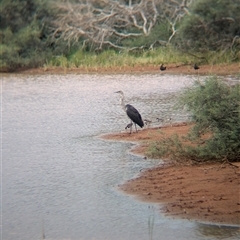 Ardea pacifica (White-necked Heron) at Lake Mackay, NT - 31 Dec 2024 by Darcy