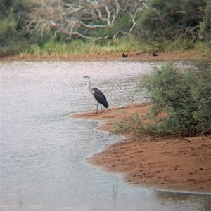 Ardea pacifica at Lake Mackay, NT - 31 Dec 2024 08:19 AM