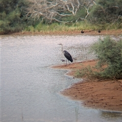 Ardea pacifica at Lake Mackay, NT - 31 Dec 2024 08:19 AM