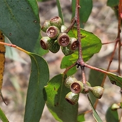 Eucalyptus dives (Broad-leaved Peppermint) at Bruce, ACT - 9 Jan 2025 by trevorpreston