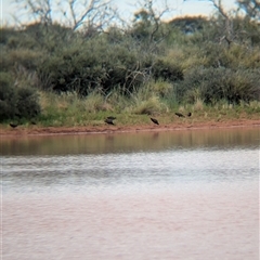 Tribonyx ventralis (Black-tailed Nativehen) at Lake Mackay, NT - 30 Dec 2024 by Darcy