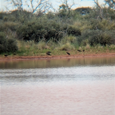 Tribonyx ventralis (Black-tailed Native-hen) at Lake Mackay, NT - 31 Dec 2024 by Darcy