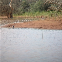 Charadrius melanops (Black-fronted Dotterel) at Lake Mackay, NT - 30 Dec 2024 by Darcy