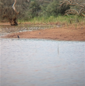 Charadrius melanops at Lake Mackay, NT - 31 Dec 2024