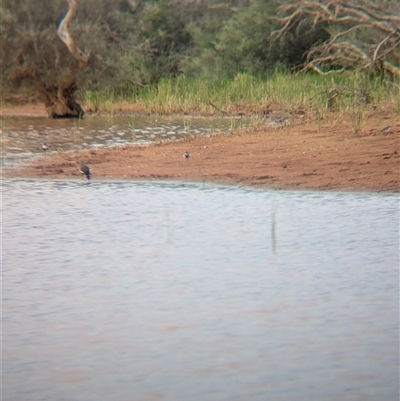 Charadrius melanops (Black-fronted Dotterel) at Lake Mackay, NT - 31 Dec 2024 by Darcy