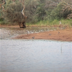 Charadrius melanops at Lake Mackay, NT - 31 Dec 2024 08:29 AM