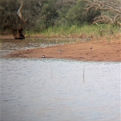 Charadrius melanops at Lake Mackay, NT - 31 Dec 2024