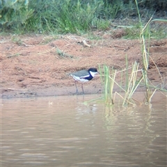 Erythrogonys cinctus (Red-kneed Dotterel) at Lake Mackay, NT - 31 Dec 2024 by Darcy