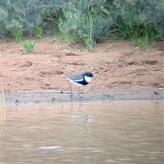 Erythrogonys cinctus at Lake Mackay, NT - 31 Dec 2024 08:34 AM