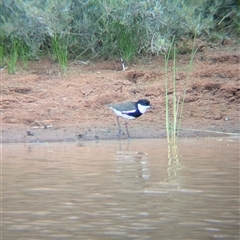 Erythrogonys cinctus at Lake Mackay, NT - 31 Dec 2024 08:34 AM