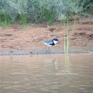 Erythrogonys cinctus at Lake Mackay, NT - 31 Dec 2024 08:34 AM