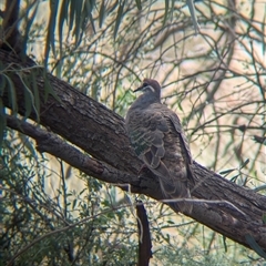 Phaps chalcoptera (Common Bronzewing) at Lake Mackay, NT - 31 Dec 2024 by Darcy