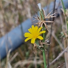 Chondrilla juncea (Skeleton Weed) at Bruce, ACT - 9 Jan 2025 by trevorpreston