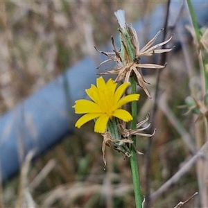 Chondrilla juncea at Bruce, ACT - 9 Jan 2025 03:19 PM