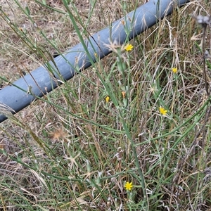 Chondrilla juncea at Bruce, ACT - 9 Jan 2025 03:19 PM