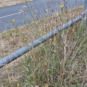 Chondrilla juncea at Bruce, ACT - 9 Jan 2025 03:19 PM