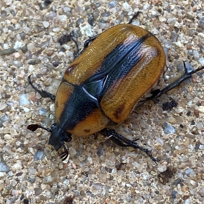 Chondropyga dorsalis (Cowboy beetle) at Jerrabomberra, NSW - 9 Jan 2025 by SteveBorkowskis