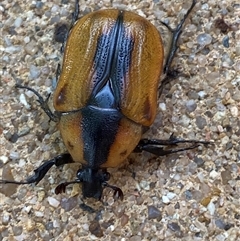 Chondropyga dorsalis at Jerrabomberra, NSW - 9 Jan 2025