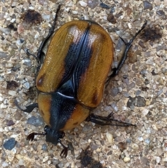 Chondropyga dorsalis at Jerrabomberra, NSW - 9 Jan 2025